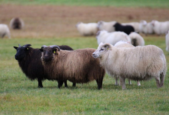 1. mynd. Þrjú haustlömb sem sýna aðallitina svart, mórautt og hvítt. – Three autumn lambs showing the main base colours black, moorit and white. Ljósm./Photo: Harpa Dagbjört Bjarnadóttir.