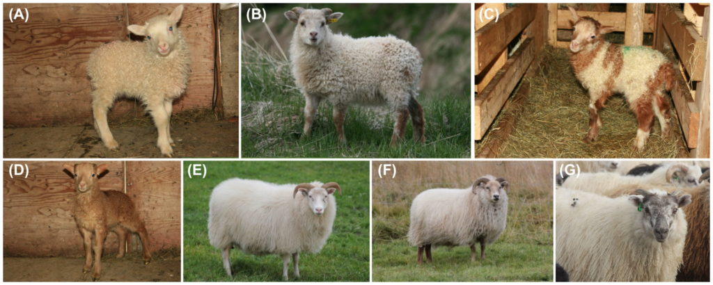 3. mynd. Hvít lömb og ær. (A) Alhvítt lamb. (B) Lamb með gult á fótum og gulflekkótt á belg. (C) Gulflekkótt lamb. (D) Algult lamb. (E) Alhvít ær. (F) Hvít/gul ær. (G) Mókolótt gimbur. – White lambs and ewes. (A) White lamb without tan. (B) Lamb with tan legs and spots on body. (C) Spotted tan lamb. (D) Lamb with tan on the whole body. (E) White ewe without tan. (F) White ewe with tan colour. (G) White ewe lamb with dark face and feet. Ljósm./Photos: A-D: Sigurborg Hanna Sigurðardóttir; E, F: Birgitta Lúðvíksdóttir; G: Páll Imsland.