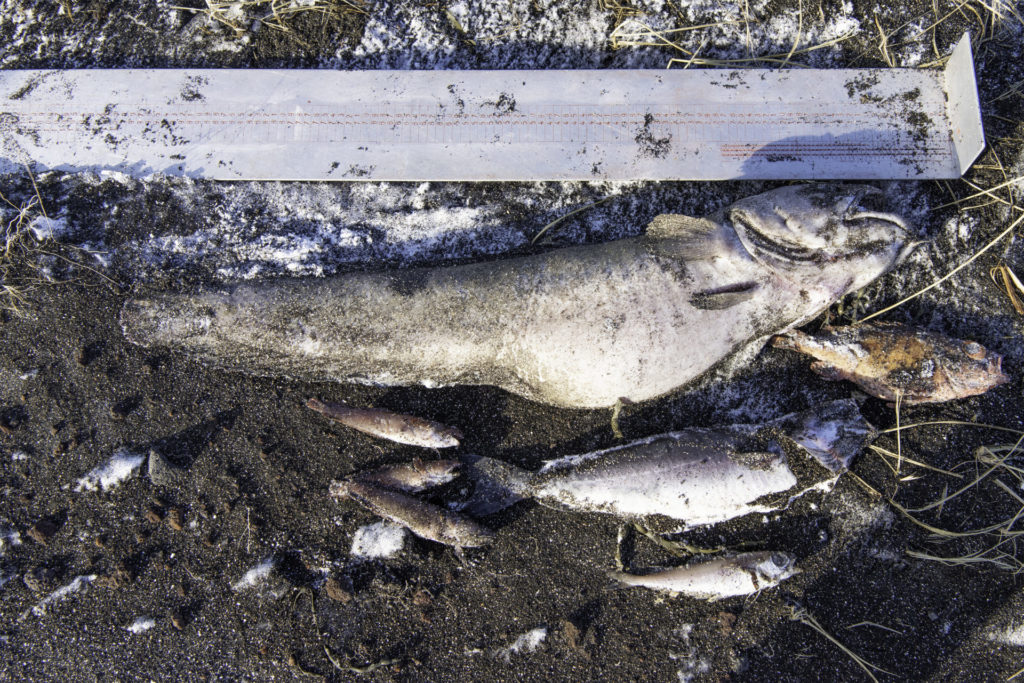 5. mynd. Nokkrir fiskar sem fundust reknir í Stóru Sandvík í febrúar 2022. Efst er keila (Brosme brosme) og neðanhennar talið frá vinstri þrjár ljóskjöftur (Ciliata septentrionalis), ufsi (Pollachius virens), spærlingur (Trisopterus esmarkii) og litli karfi (Sebastes viviparus). – Examples of fish found washed up on the beach in Stóra Sandvík in February 2022. Above, a tusk (Brosme brosme), and below from the left; three northern rockling (Ciliata septentrionalis), saithe (Pollachius virens), Norway pout (Trisopterus esmarkii), and Norway redfish (Sebastes viviparus). Ljósm./ Photo: Svanhildur Egilsdóttir.