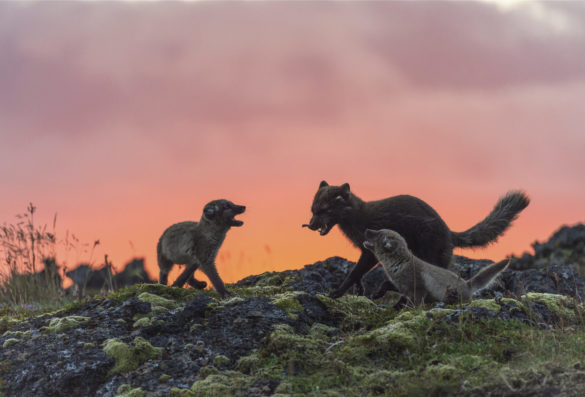 Refur kemur heim á greni í kvöldsólinni með spörfuglsunga í kjaftinum. - Father fox comes home to the den at sunset. Ljósmynd / Photo: Einar Guðmann.