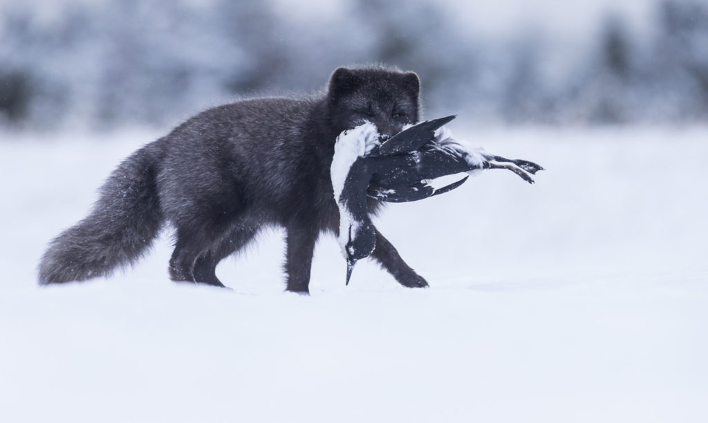 Mórau!ur refur a! vetrarlagi me! n¬dau!a langvíu (Uria aalge) í kjaftinum. – An Arctic fox of the blue morph during winter with a newly killed guillemot (Uria aalge). Ljósmynd / Photo: David Gibbon.