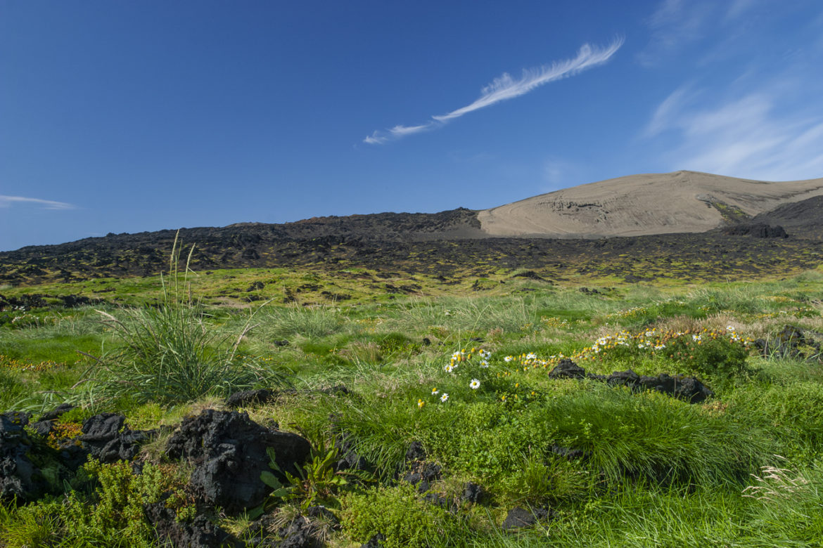 Gróskulegur gróður á hrauni í máfavarpinu á suðurhluta Surtseyjar. Ljósmynd: Daníel Bergmann