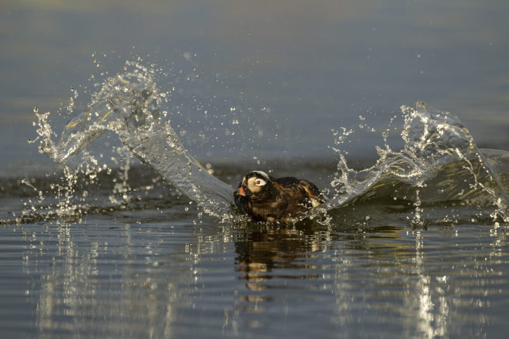 Hávella – Long-tailed Duck. Ljósm./Photo: Daníel Bergmann