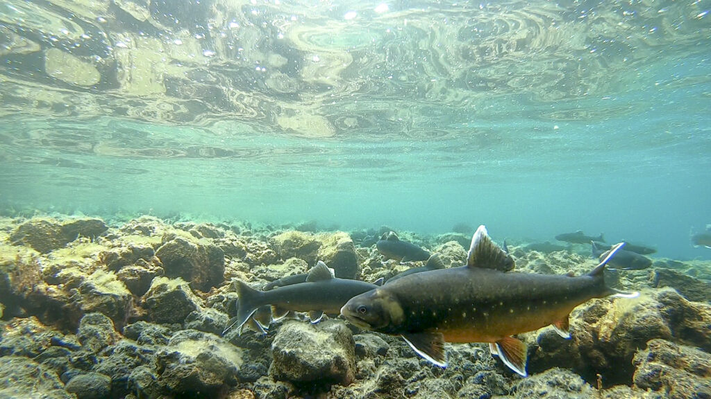 Kuðungableikjur á hrygningarslóð í Ólafsdrættir. – Large benthic adults on the spawning site in Ólafsdráttur. Ljósm./Photo: Kalina H. Kapralova and Quentin L. Horta