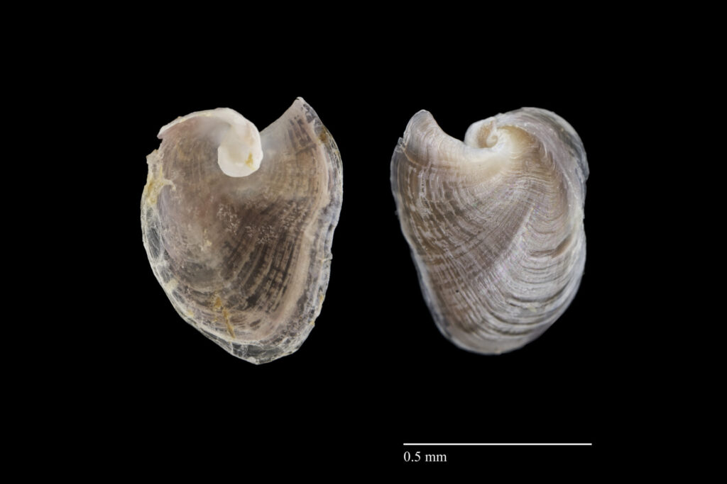 3. mynd. Skel svartserks er innan í dýrinu. Lögun hennar er einkennandi fyrir tegundina. – The shell of Melanochlamys diomedea is located inside the animal. Its shape is characteristic of the species. Ljósm./Photo: Svanhildur Egilsdóttir.
