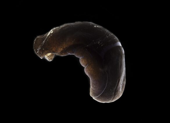 Svartserkur. Framendi dýrsins er hægra megin. – Melanochlamys diomedea with the front of the animal facing right. Ljósm./ Photo: Svanhildur Egilsdóttir.