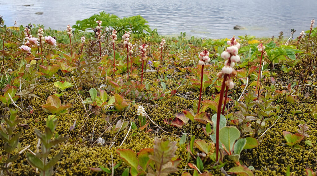 Gróður á hálendi Íslands. Ljósmynd: Arnar Pálsson