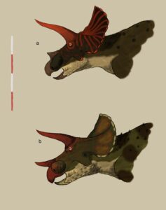 Tvær tegundir af ættkvísl Triceratops. a) T. horridus, og b) T. prorsus. Teikn.: Viktor Árnason.