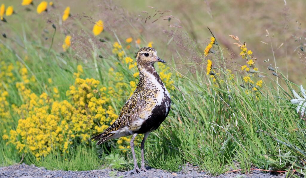 Heiðlóa gætir unga í blómum skrýddum vegkanti. – A golden plover guarding chicks by a flower-rich roadside. Ljósm./Photo: Tómas G. Gunnarsson