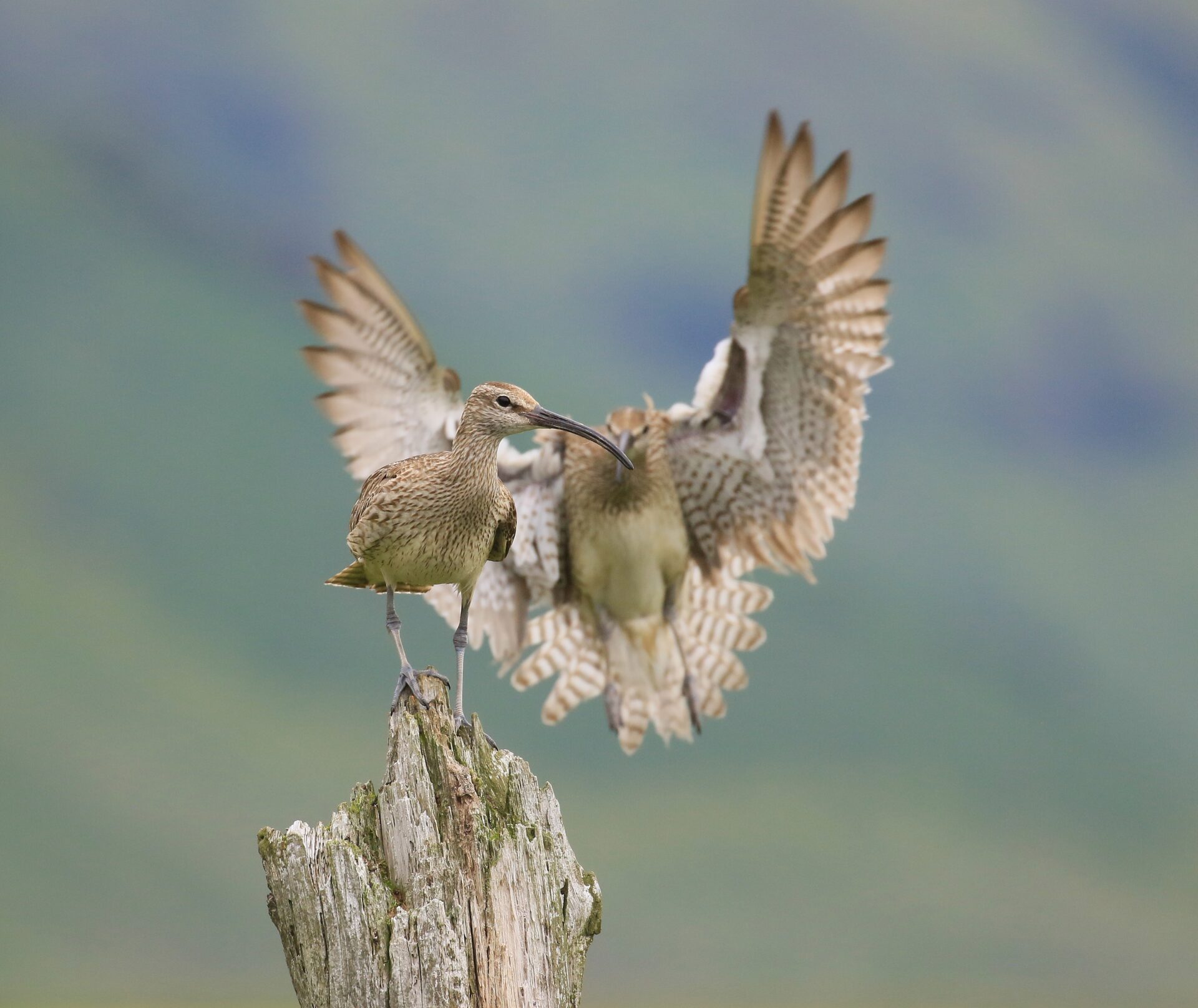 Árvökulir spóar gæta unga undir Eyjafjöllum. – Alarming whimbrels guarding chicks by Eyjafjöll mountains. Ljósm./Photo: Tómas G. Gunnarsson