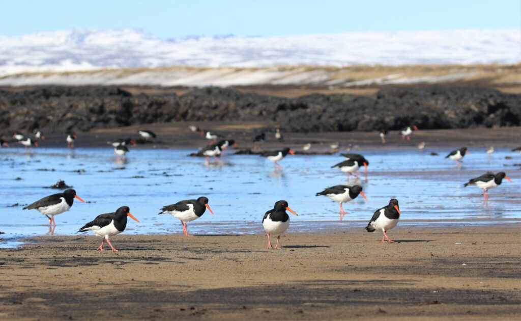Hópur af nýkomnum tjöldum í Eyrarbakkafjöru að vori. – A flock of newly arrived oystercatchers on Eyrarbakki beach in spring. Ljósm./Photo: Tómas G. Gunnarsson