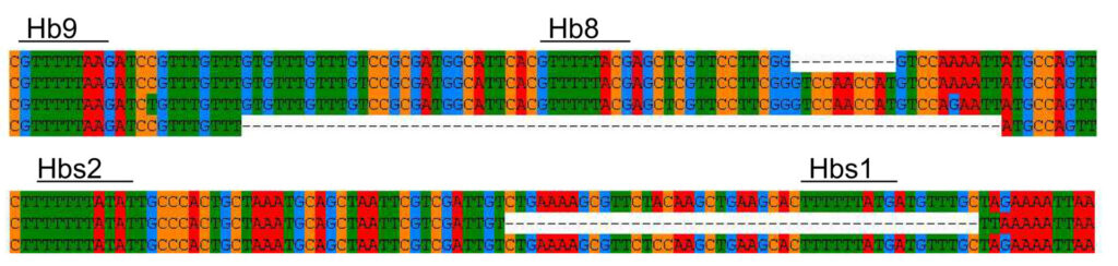 1. mynd. Yfirlit yfir ferli genatjáningar, hin mörgu skref á sameindasviðinu frá arfgerð yfir í svipgerð. Stóru þrepin eru úr erfðamengi (e. genome) yfir í umritunarmengi (e. transcriptome) og þaðan yfir í prótínmengi (e. proteome) sem með samspili annarra skrefa þar sem frumurnar, þroskun, og lífeðlisfræði tvinnast saman til að mynda svipgerð einstaklinganna. Mynd byggð á grein Buccitelli & Selbach 2020 4 með vissum breytingum – An overview of the gene expression process and the many molecular steps from genotype to phenotype. The main steps involve the transcription of the genome to the RNA level (transcriptome) and subsequently from mRNA´s to the proteome. This process also includes other interacting steps where the cells, development, and physiology intertwine to form the phenotypes of individuals. Picture adapted and reworked from Buccitelli & Selbach 2020.