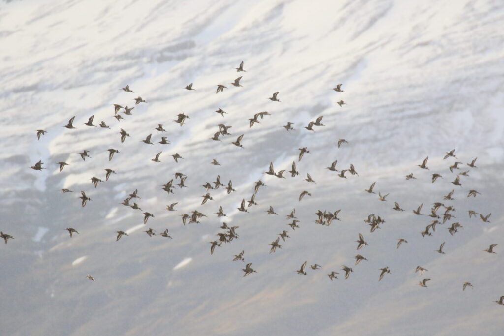 Jaðrakanar að vori í Álftafirði eystri en það er einn mikilvægasti viðkomustaður þeirra við komuna til landsins. – Black-tailed godwits in Álftafjörður East Iceland, which is one of their most important staging sites on arrival in Iceland. Ljósm./Photo: Tómas G. Gunnarsson