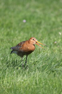 Jaðrakan – A Black-tailed godwit. Ljósm./Photo: Tómas G. Gunnarsson