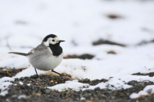 Maríuerla í maíhreti. Tímasetning farflugs ræðst af náttúrulegu vali þar sem það getur haft neikvæð áhrif á fugla að koma of snemma eða of seint. – A White-wagtail during a cold spell in May. Timing of migration is under natural selection where it can have a negative effect on individuals to arrive too early or too late. Ljósm./Photo: Tómas G. Gunnarsson