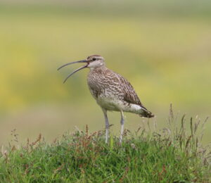 Spói – Whimbrel. Ljósm./Photo: Tómas G. Gunnarsson