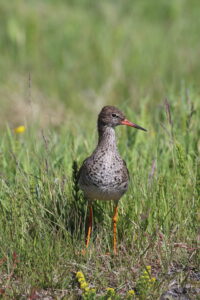 Stelkur – Common redshank. Ljósm./Photo: Tómas G. Gunnarsson