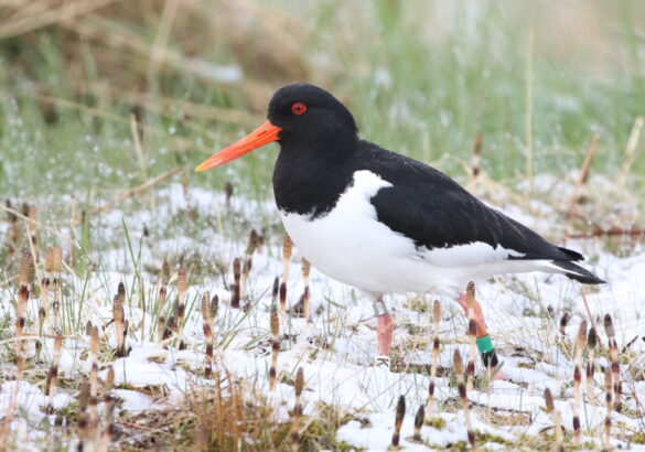 Tjaldar eru með fyrstu farfuglum til að snúa aftur á varpstöðvar inn til landsins að vori – Oystercatchers are one of the earliest spring migrants to inland sites in Iceland. Ljósm./Photo: Tómas G. Gunnarsson